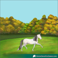 Horse Color:Amber Cream Champagne Dun Splash Tobiano 