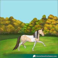 Horse Color:Amber Cream Champagne Dun Tobiano 