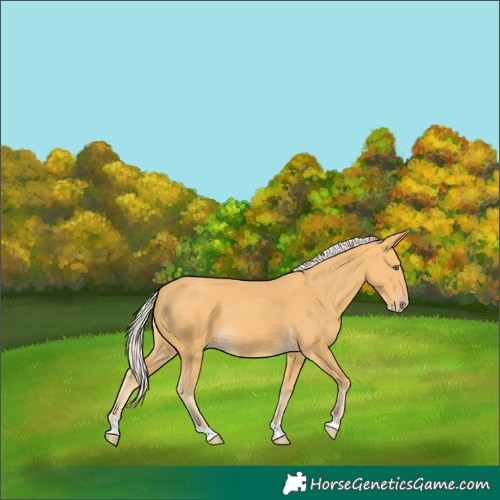 Horse Color:Silver Amber Cream Champagne 