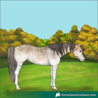 Horse Color:White Spotted Buckskin 