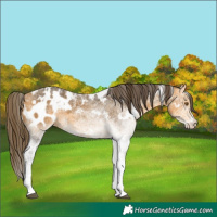 Horse Color:White Spotted Buckskin Blanket 