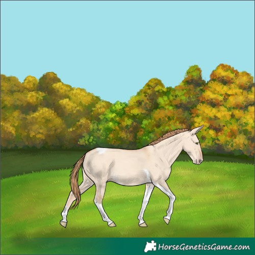 Horse Color:Gold Champagne Dun Tobiano 