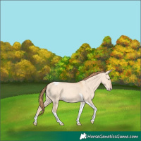 Horse Color:Gold Champagne Dun Tobiano 