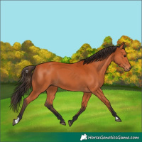 Horse Color:Bay 