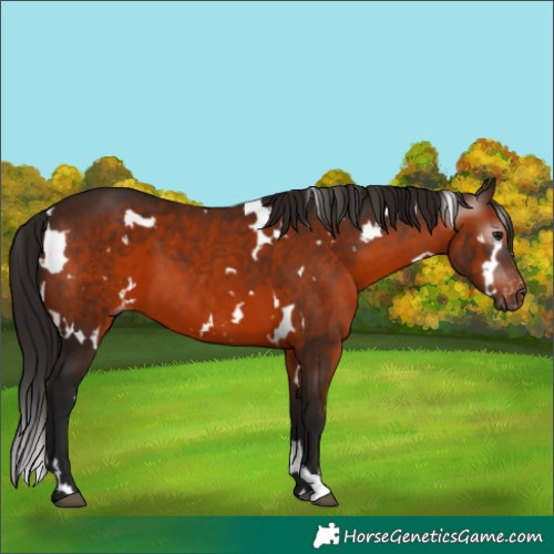 Horse Color:Gray White Spotted Bay Varnish 