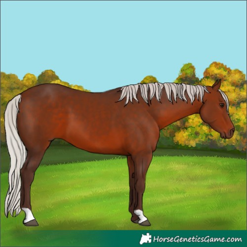 Horse Color:Silver Bay 