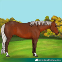 Horse Color:Silver Bay 