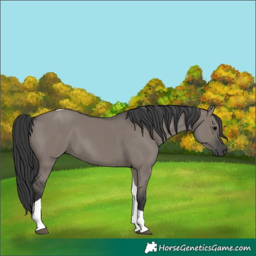 Horse Color:Grullo Tobiano