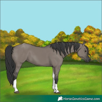 Horse Color:Grullo Tobiano 