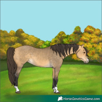 Horse Color:Buckskin Dun 