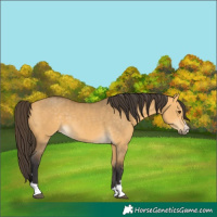 Horse Color:Buckskin Dun 