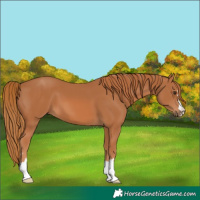 Horse Color:Chestnut 