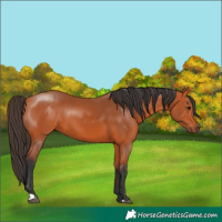 Horse Color:Bay 