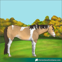 Horse Color:Buckskin Dun Tobiano 