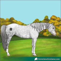 Horse Color:Black Appaloosa 