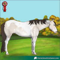 Horse Color:Sable Champagne Dun Sabino Tobiano 
