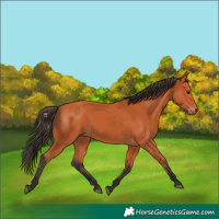 Horse Color:Bay 