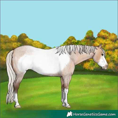 Horse Color:Silver Brown Roan Dun Sabino Frame 