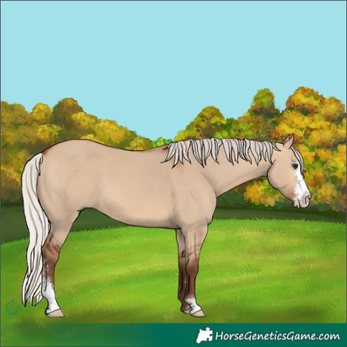Horse Color:Silver Bay Dun Sabino 