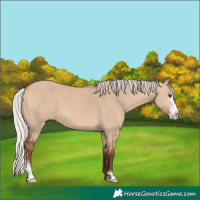 Horse Color:Silver Bay Dun Sabino 
