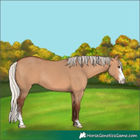 Horse Color:Silver Bay Dun Sabino 