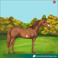 Horse Color:Chestnut Frame