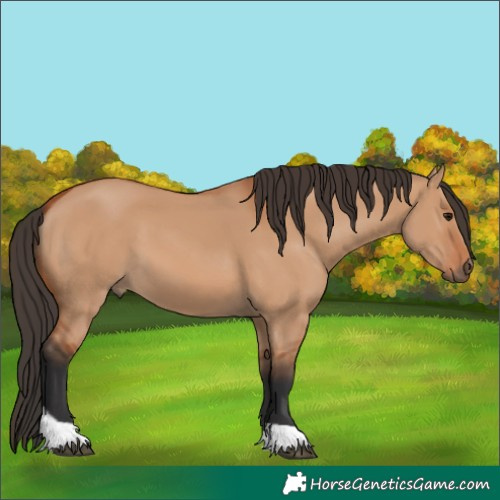 Horse Color:Bay Dun Tobiano 