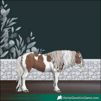 Horse Color:Silver Black Sabino Splash Tobiano Appaloosa 
