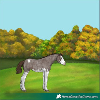 Horse Color:Liver Red Roan Sabino Splash Varnish 