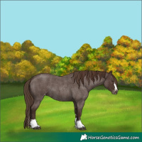 Horse Color:Liver Red Roan Sabino Splash Varnish 