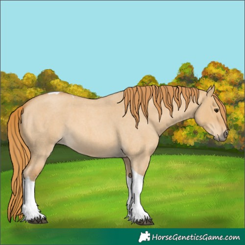 Horse Color:Red Dun Roan Tobiano 