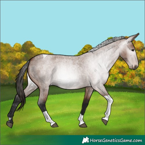 Horse Color:Gray Bay Roan Tobiano 