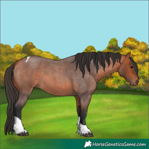 Horse Color:Bay Roan Tobiano 