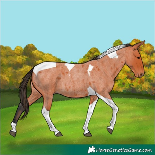 Horse Color:Bay Roan Tobiano 