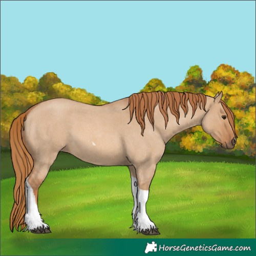 Horse Color:Red Dun Roan Tobiano 