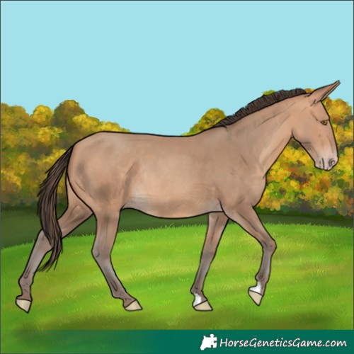 Horse Color:Amber Champagne Rabicano