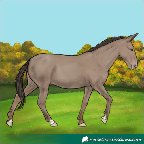 Horse Color:Unknown 