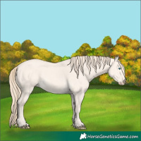 Horse Color:Perlino Dun