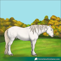 Horse Color:Perlino Dun