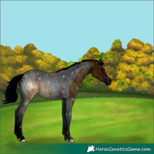 Horse Color:ERROR: UNKNOWN ANOMALY