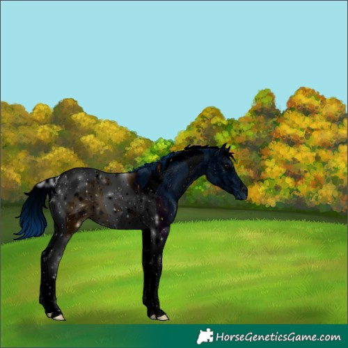 Horse Color:ERROR: UNKNOWN ANOMALY