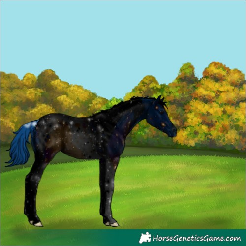 Horse Color:ERROR: UNKNOWN ANOMALY