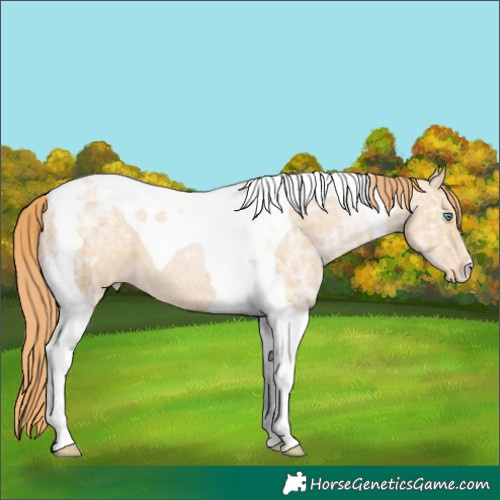 Horse Color:Smoky Black Ice Pearl Tobiano Appaloosa