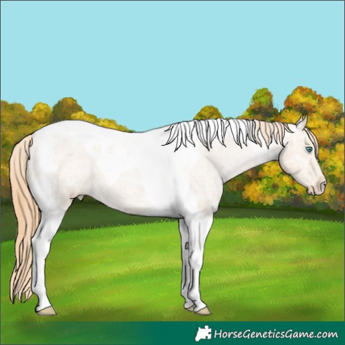 Horse Color:Smoky Black Ice Pearl Tobiano Appaloosa