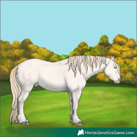 Horse Color:Perlino Dun 
