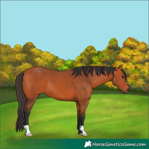 Horse Color:Bay 