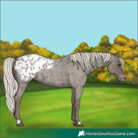 Horse Color:Silver Blue Roan Appaloosa 