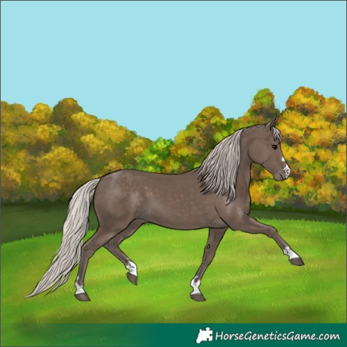 Horse Color:Silver Black 