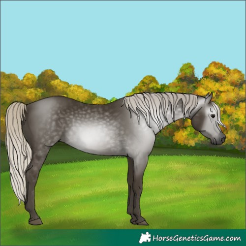 Horse Color:Gray Silver Smoky Black 