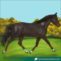 Horse Color:Liver Chestnut 
